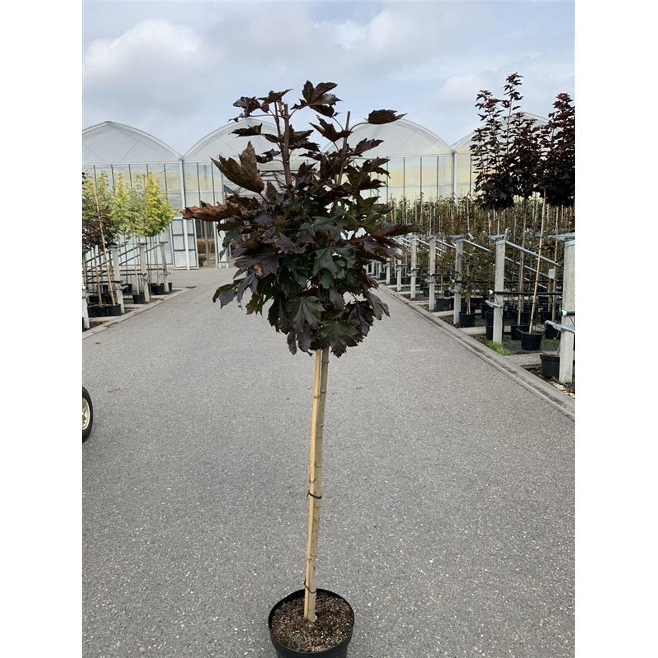 Skogslönn – Acer plat. 'Royal Red' - 12/14 in Cont HO/ST